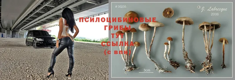 Галлюциногенные грибы Psilocybe  Тулун 